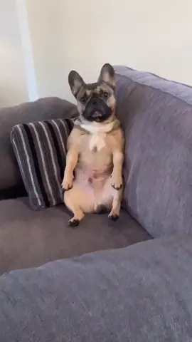 #frenchie #foryoupage #fyp #frenchbulldog