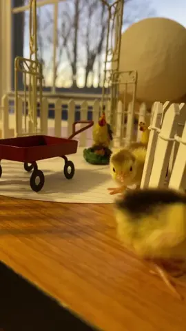 This is the song tik tok suggested for the video 😂🤷🏻‍♂️ (yes I built them their own mini farm on my work bench). #babybird #farmlife #farm #animal
