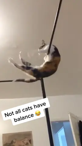 What do you all prefer, cats or dogs? #animalvideo #funnyanimalvideo #funnyanimal #funnyanimalvideos #funnycatvids #funnycatvideo #funnycatreaction