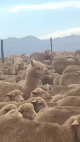 Blending in (via Christopher S) #animals #sheep #herd #flock #alpaca #farm