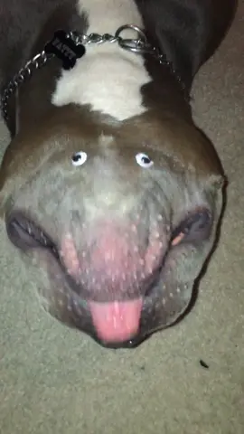 Wild and crazy new dog breed! #fyp #bully #pitbull #americanbully #differentbreed #foryourpage #for #your #page #Fypage #Fatty