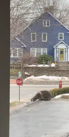 my neighbors indoor cat snuck out and chased a squirrel for the first time in its life #cat #fyp
