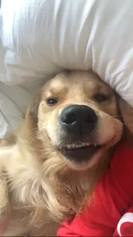 ladies and gentlemen, meet Louis #fyp #foryou #dog #anditwentlike