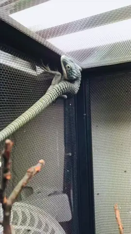 Oh Romeo. 🙄                                           #cute #lizard #fyp