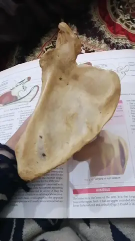Only medical students can understand