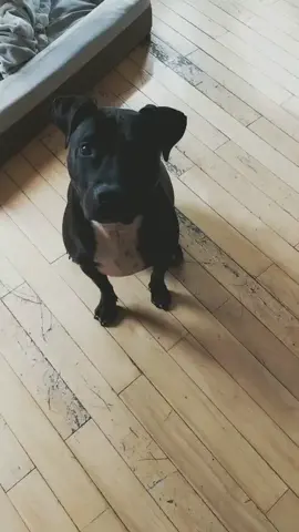 cutest little head tilt. #CoolRanchDance #SigningDay #full180 #BestThingSince #trending #foryoupage #fyp #tiktokdogs #dogsoftiktok #coyotecall
