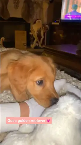 My Golden’s energy level is 💯 #goldenretriever #puppy #foryou