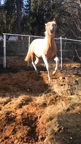 I love this horse.