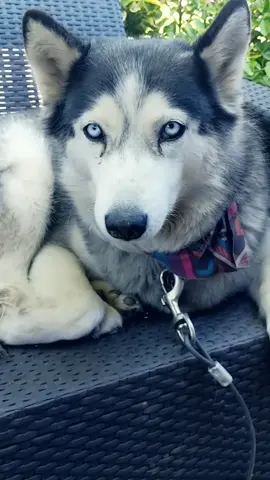 Luna's turn! ❤️🐶🐾 #JustAddGlitter #huskiesoftiktok #MyInstaxShoutout #petcheck #dogsoftiktok #fyp