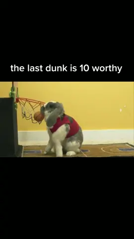 we don't deserve animals! #basketball  #wow #funny #trending #explore #omg #fyp #foryourpage #featureme #allstarmoment #animals