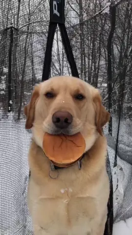 Hamburger Dozer 😂❤️ #foryou #foryoupage #feature #featureme #pets #dogs #tiktok #formyvalentine #writethelyrics