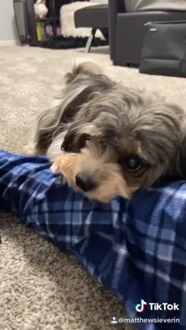 Comment below! #TheReplay #formyvalentine #MyInstaxShoutout #writethelyrics #CepacolSickBeats #fyp #foryoupage #foryou #trendy #dog #puppy #viral