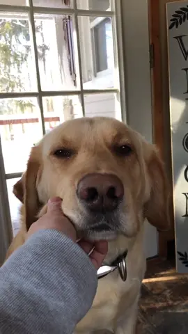 Hide and Seek with Dozer 😂❤️ #foryou #foryoupage #feature #featureme #tiktok #pets #dogs #singlelife #allstarmoment
