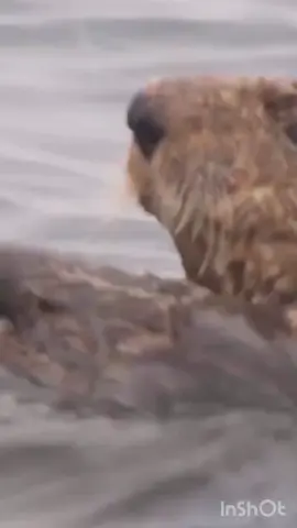 It’s otter-ly important to stay clean! #viral #animals #cuteanimals #swimming