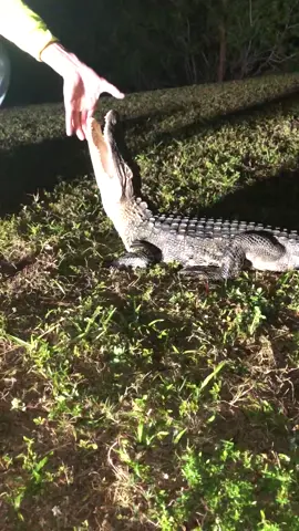 ￼￼ relocating nuisance alligators all night #foryou#fyp#alligator#gator#pet#dangerous#florida#Fwc#wildlife ￼