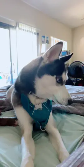 The back talk though.. #dogsoftiktok #sassy #husky #minihusky #tiktokdogs #cheersquad