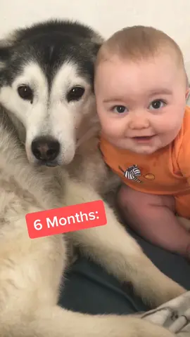 The best of friends😩😍💙. #husky #foryou #dog #PetsOfTikTok #huskies #puppy #babyanddog #kidswithdogs #cutedogs #loveyou