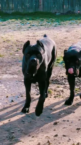 Good morning from Mer! ♥️ #canecorso #SnickersFixTheWorld #fyp #topdog