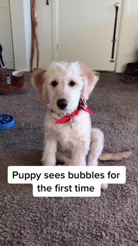 Well this took a turn.. #tiktokpup #puppy #wonderland #bubble #goldendoodle