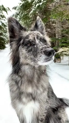 the most handsome boi in the world #dog #tiktokdog #dogsoftiktok #topdog #foryou #cutedog