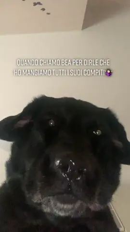 Amoretto😂🤷🏻‍♀️ #perte #foryou #xyzbca