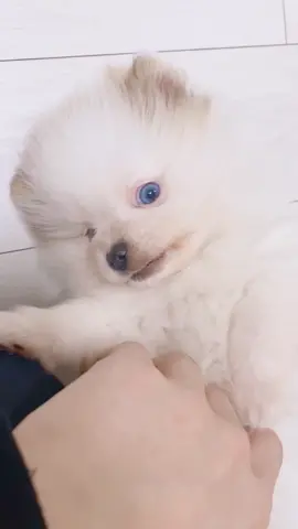 Welcome to the family 💙 What should I call him? 🐶 #pomeranian #포메라니안