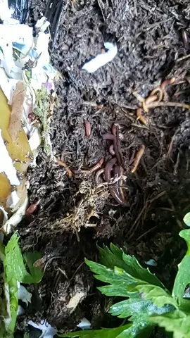 how I use worms to turn food scraps into FREE fertilizer 🐛 #garden #sustainable #nature #worms