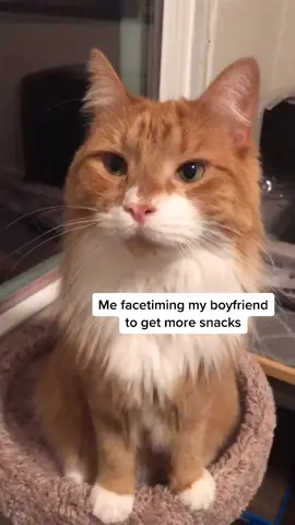 #animalsoftiktok #animalsreact #animalsoftiktok #catchallenge #tiktokcats #orangecat #mykitty #catlover #cutecats #facetimechallenge #leapday
