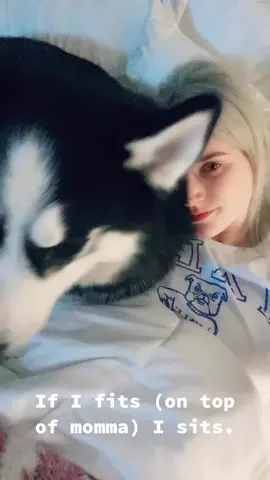 If I fits I sits. #husky #puppycuddles #puppysnuggles #cuddletime #puppylove