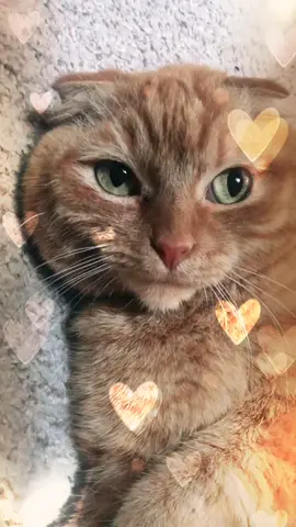 Did bebe is mine 😂🥰😍 #cute #cat #rescuecat #shelterbaby #adorable #catsoftiktok #cutecat #catcontent #PUMARemix