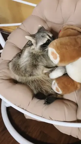 #енотик #мило #raccoon #rek #хочуврек #енот #любовь #врек
