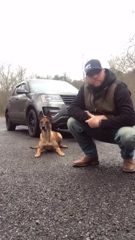 #topdog #copsoftiktok #sheriffk9 #offduty #belgianmalinois #k9 #fyp #imthealpha