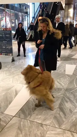 Susan tryin to embarrass me!!🤪 #training #marleynyc #goldenretriever #sosweet