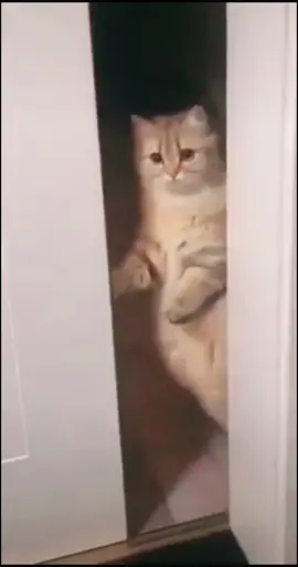 #catsbook #cat #cats #funny #Love #cool #lol #epic #meme #animals #pet #cute #virał #fyp #catsofinstagram #catsoftiktok #nyc #hello