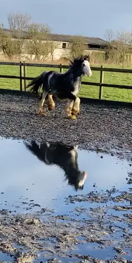 New boy Panda 🐼 Tiny pony Huge trot 😍 #gypsycob #rescuepony #equestrian #horsegirl #horsesoftiktok #fyp #foryoupage #blueblagdon