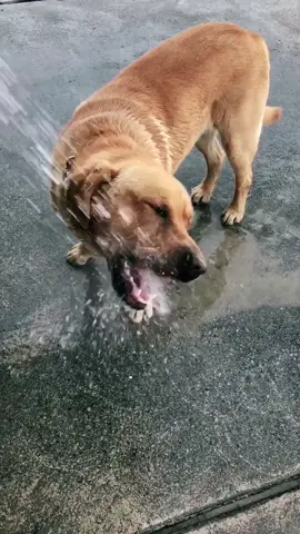 #worldwildlifeday #labradorretriever