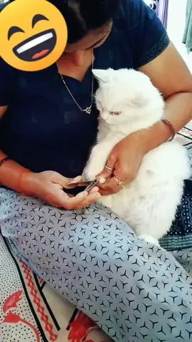 nail cutting my cat 😂 #annie #persiancat #catlover #doglover #helpstrayanimals #savestrayanimals #tiktokindia #tiktok