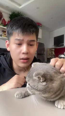Đã ai từng hiểu cảm giác mất đi điều gì đó quan trọng hơn cả chính mình 🙄 #cat #pet #animal #Love