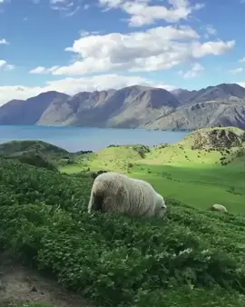 Шикарный вид в Новой Зеландии, озеро Уанака😍 Gorgeous view in New Zealand, Lake Uanaka.😍