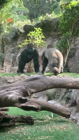 #gorilla #gorillas #zoo #fight #majmok #harc