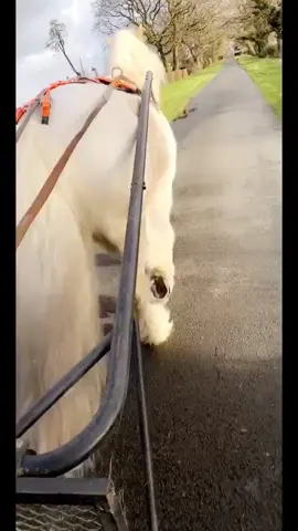 Mighty Maximo 💙 #gypsycob #equestrian #fyp #foryoupage #horsesoftiktok