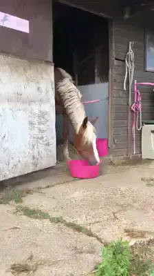 🦄 😂 #yummy #horsesoftiktok #horses #equestrian #tiktok #tiktokviral #fyp #loveyou #loveme #makehimviral