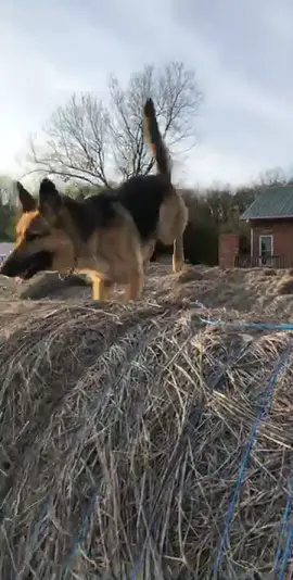 Where are all my country boy pups at??? #fyp #shecandoit #country #dog