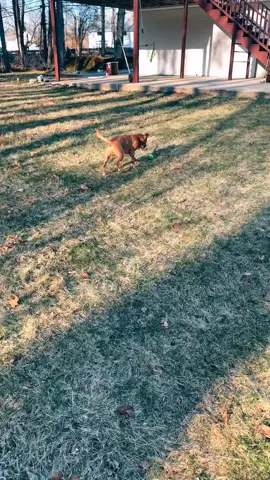 #dogsareweird #scotchthepitrussel #dogsoftiktok #animalsoftiktok #PlayWithLife #normalpeople