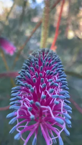 Plants are cool too, Banksia sp. #plants #plantlover #flower #australian #flowerpower #arboretum #ucdavis #california #banksia #plantsoftiktok