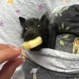 I DIDN’T KNOW I NEEDED TO SEE A BAT EATING A BANANA UNTIL NOW 😭 (via.@vampireblues/TW) #fyp #foryou