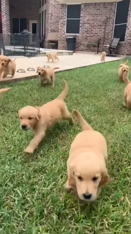 12 #puppies !! #dogchallenge #fyp #goldenretrievers
