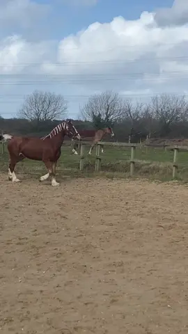 He likes to strut 😂🦄 #wowyoucanreallydance #horse #pony #Love #schooling #youngster #equestrian #fyp