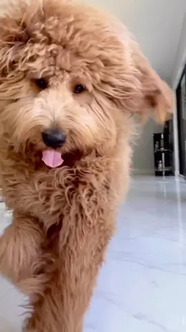 Majestic AF #runnin #animals #dog #fyp #foryoupage #funny #slowmo