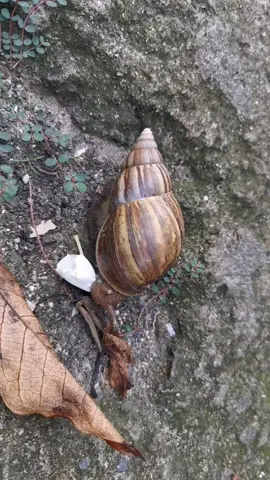 #caramujo #comendo #natureza #snail #nature #eating